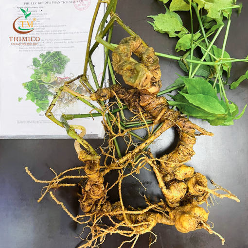Củ Sâm Ngọc Linh Tươi – Theo Thời Giá - Hình ảnh 2