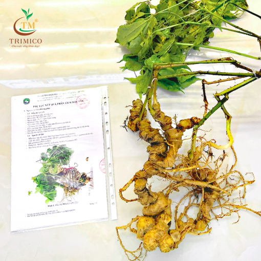 Củ Sâm Ngọc Linh Tươi – Theo Thời Giá - Hình ảnh 3