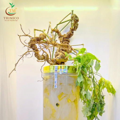 Củ Sâm Ngọc Linh Tươi – Theo Thời Giá - Hình ảnh 4